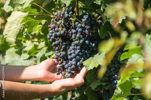 Female hands holding bunch of grapes on a grapevine.