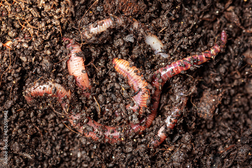 Macro shot of red worms Dendrobena in manure, earthworm live bait for fishing.