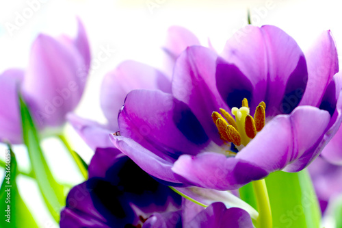 Fototapeta Naklejka Na Ścianę i Meble -  Purple tulips bloom in the garden. Congratulations on the holiday.