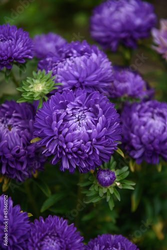 Purple peony-shaped asters, close-up among other flowers