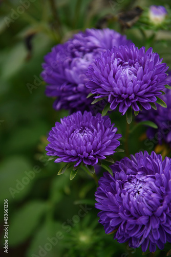 Purple peony-shaped asters  close-up among other flowers