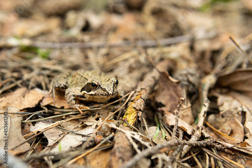 Frog in the forest. Little wild frog in the woods. Frog sitting on dry leaves. Autumn.