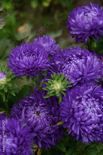 Purple peony-shaped asters, close-up among other flowers