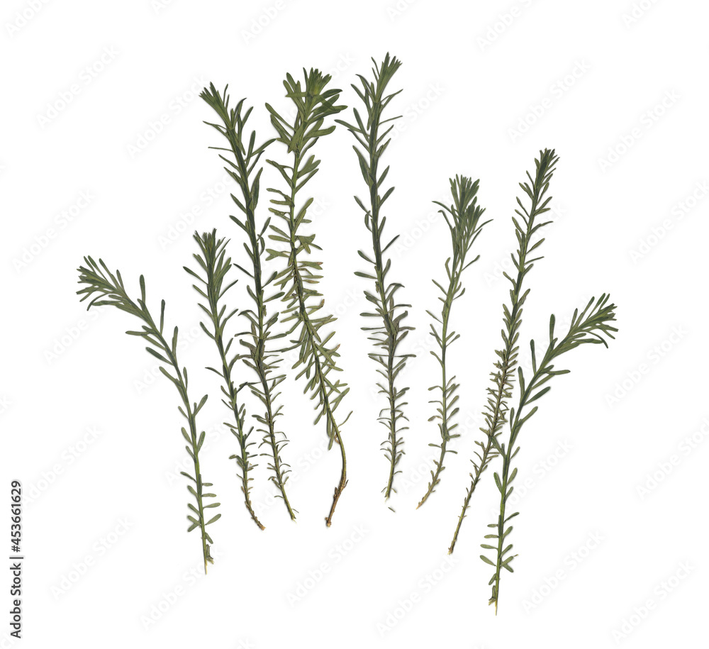 Fototapeta premium Herbarium. Dried herbs. Composition of the grass on a white background. 