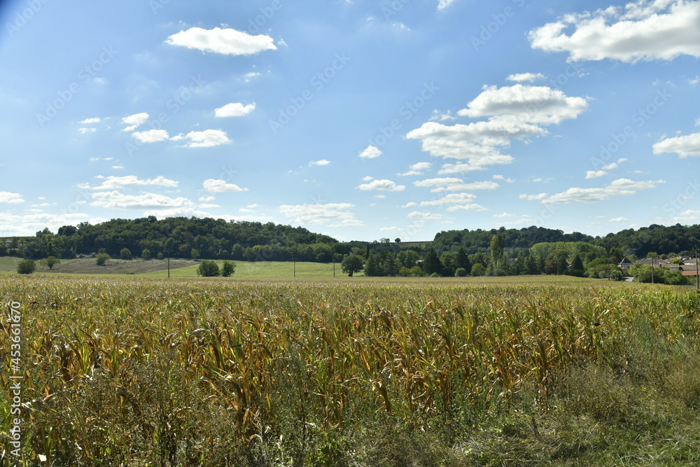 Champs de maïs en été aux environs de Bourg de Champagne au Périgord Vert 