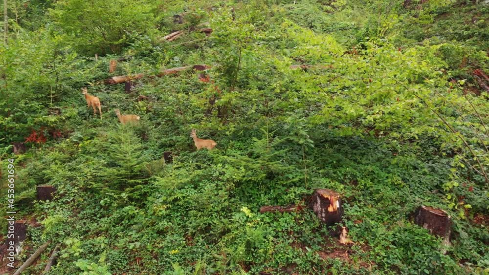 Aerial drone shot of roe deers walking on the forest edge. Aerial drone shot of roe deers walking on the forest edge.