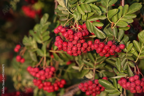 Autumn mountain ash berries in russian village. Season nature in Russia. Fall rowanberry, Crataegosorbus 