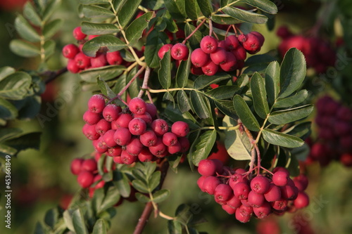 Autumn mountain ash berries in russian village. Season nature in Russia. Fall rowanberry, Crataegosorbus 