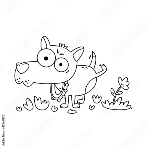 Little dog with big eyes pee on flower. Chihuahua in collar with spikes on walk. Funny vector illustration in flat style isolated on white background. Coloring page for children.