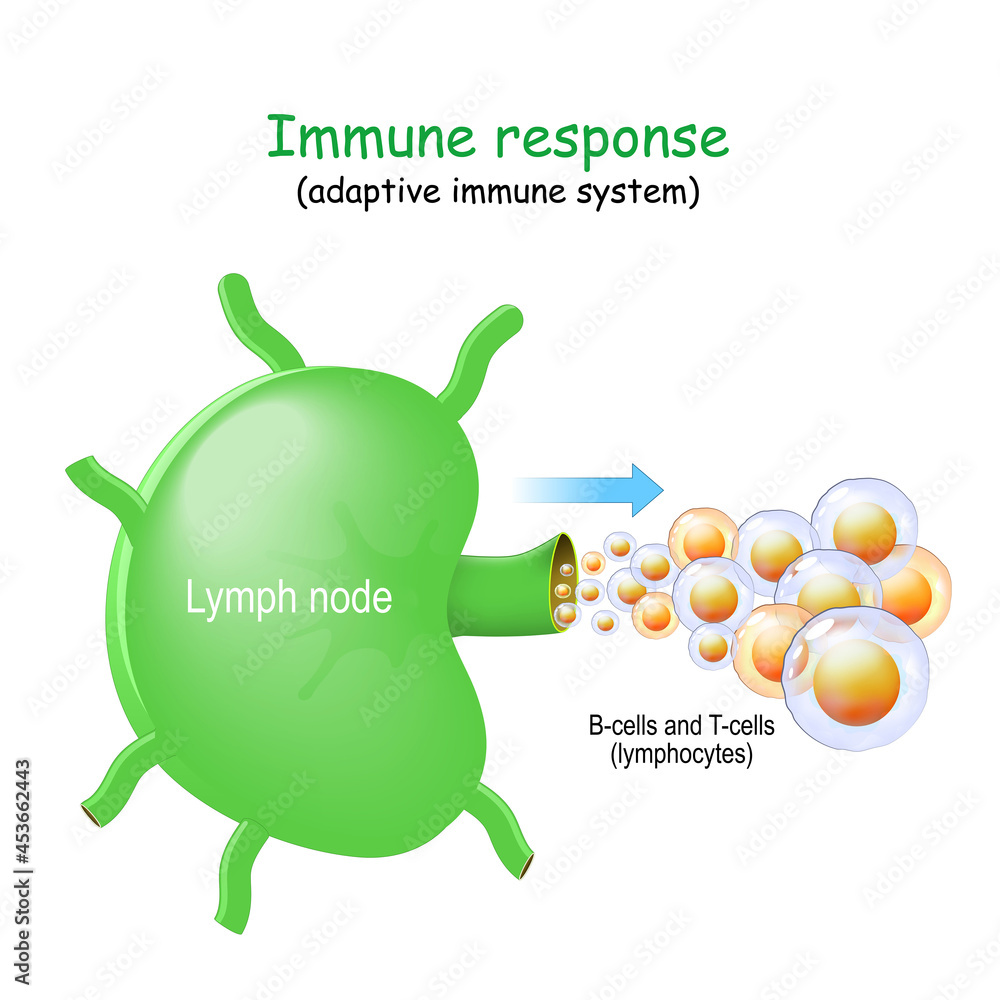 b and t cells in lymph nodes