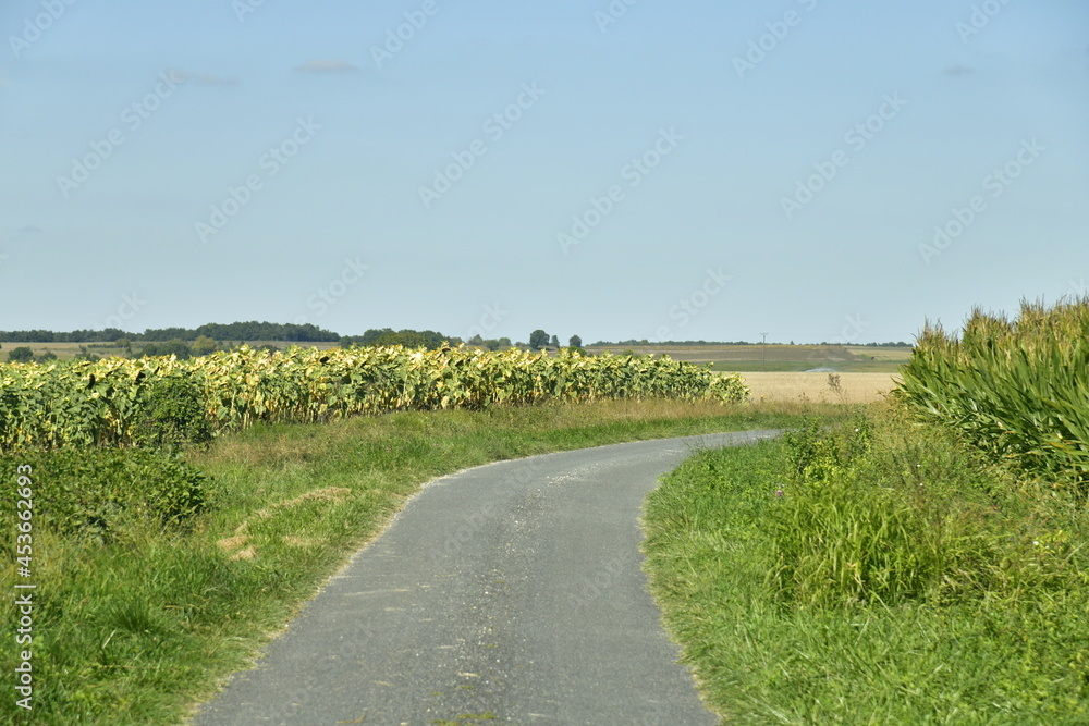 Route secondaire de campagne entre champs et prairies à Champagne-et-Fontaine au Périgord Vert