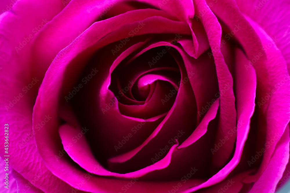 red rose close up red rose close up
