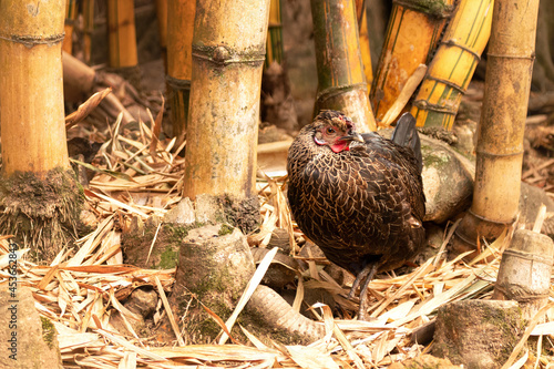 galinha-dourada-solta-entre-bambus photo