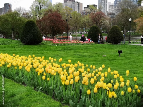 Row of yellow tulips in Boston commons