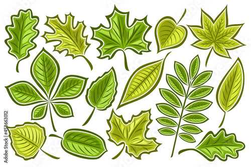 Vector set of Green Leaves, lot collection of cut out illustrations contour spring leaf for herbarium, group of cartoon design green rowan sprig and many diverse leaves with stem on white background.
