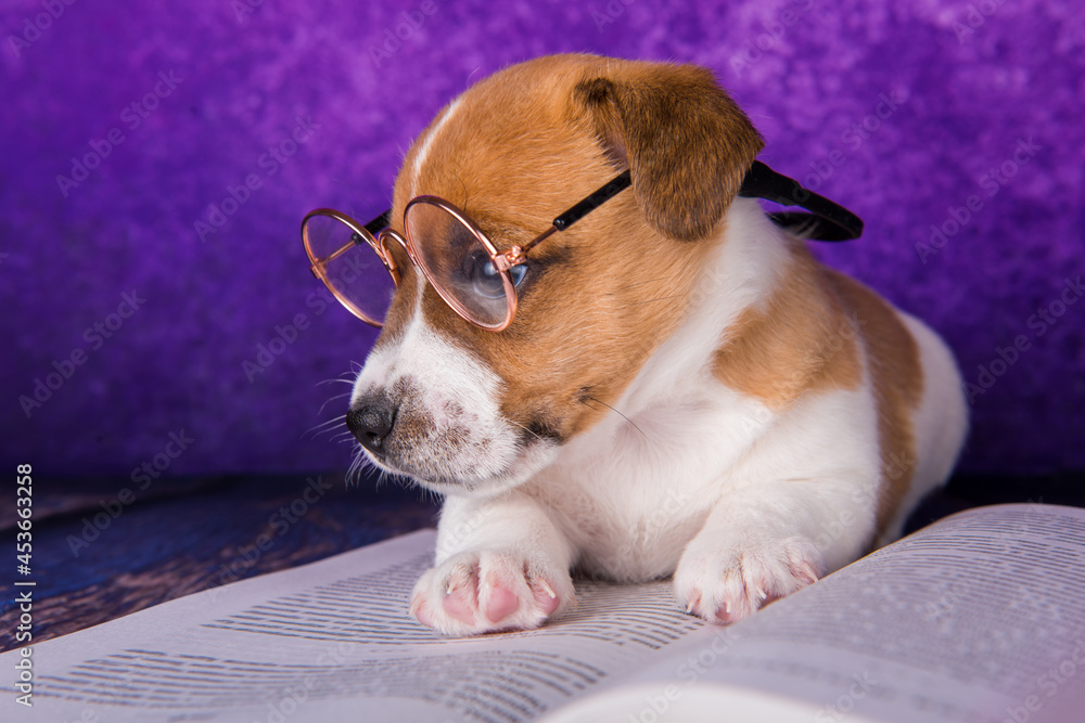 Cute dog tired student reading a book to teach lessons, falls asleep.