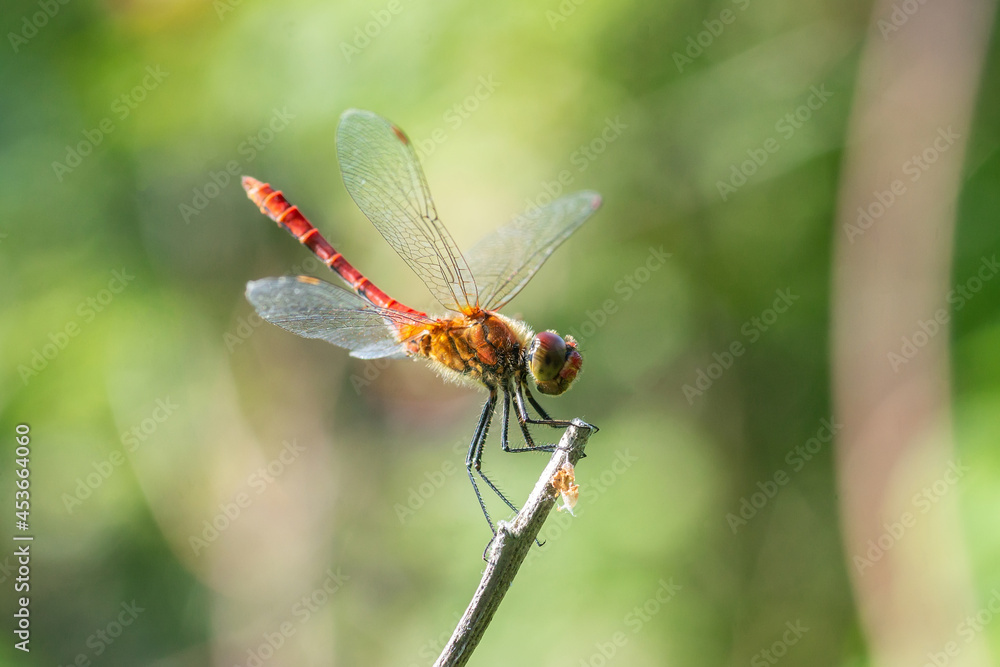 Dragonfly on a stick. Dragonfly on a stick.