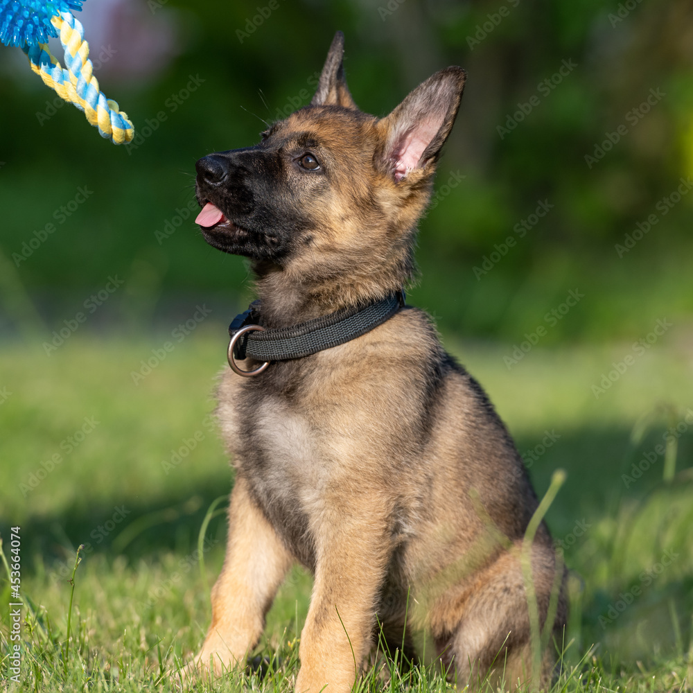 Dog portrait of an eight weeks old German Shepherd puppy with a green grass background. Sable colored, working line breed