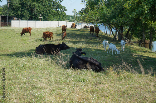 Domestic animals - goats, cows graze in the meadow.