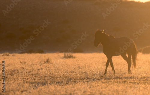 Wild Horse at Sunset in the Utah Desert