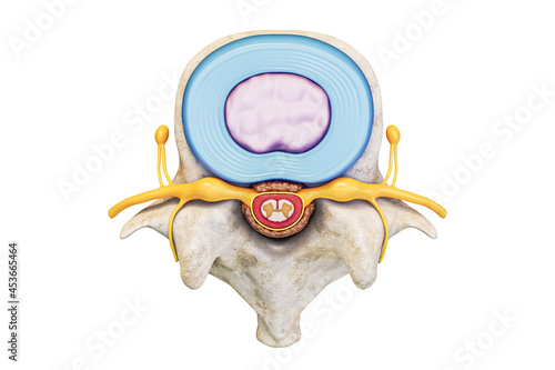 Superior view of human lumbar vertebra with disc and spinal cord isolated on white background with copy space 3D rendering illustration. Anatomy and medical concepts.