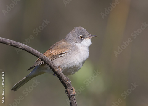 Common Whitethroat (Curruca communis) is a species of bird in the Sylviidae family.