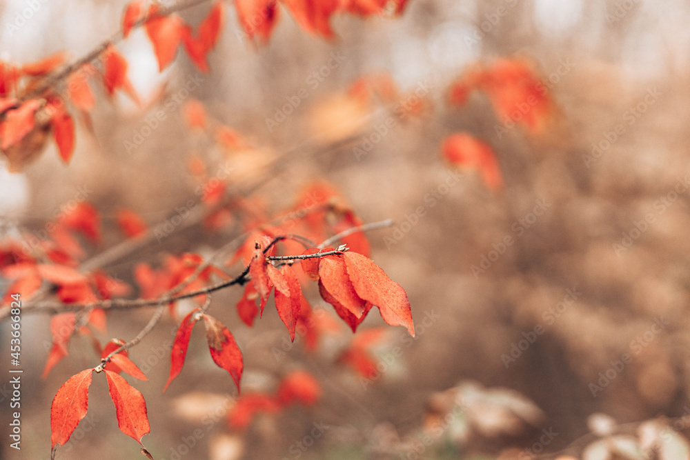 Beautiful bush plant with red leaves densely growing in autumn forest day Beautiful bush plant with red leaves densely growing in autumn forest day
