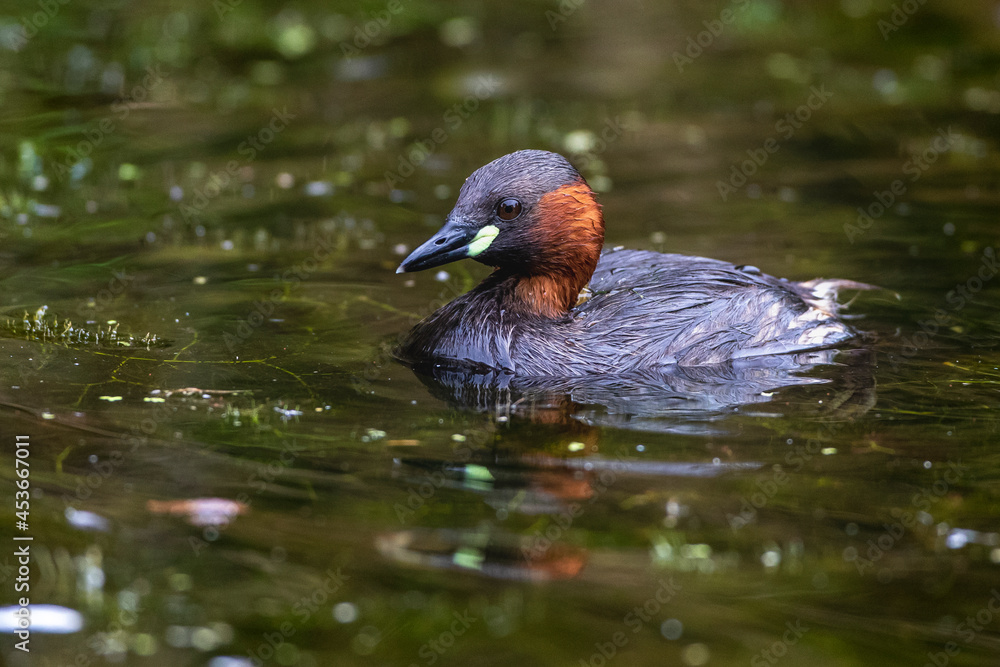 Zwergtaucher (Tachybaptus ruficollis) Zwergtaucher (Tachybaptus ruficollis)