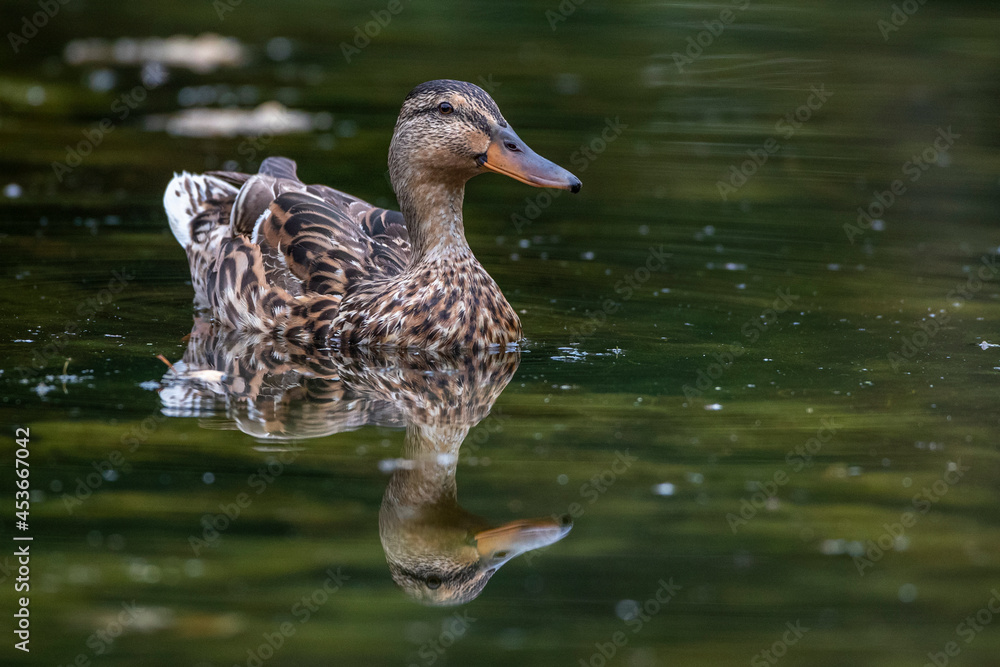 Fototapeta premium Stockente (Anas platyrhynchos) Weibchen