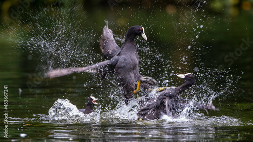 Bläßhühner (Fulica atra) streiten sich photo