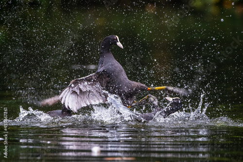 Bläßhühner (Fulica atra) streiten sich photo