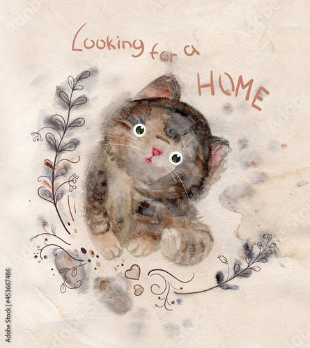 Cat looking for a home