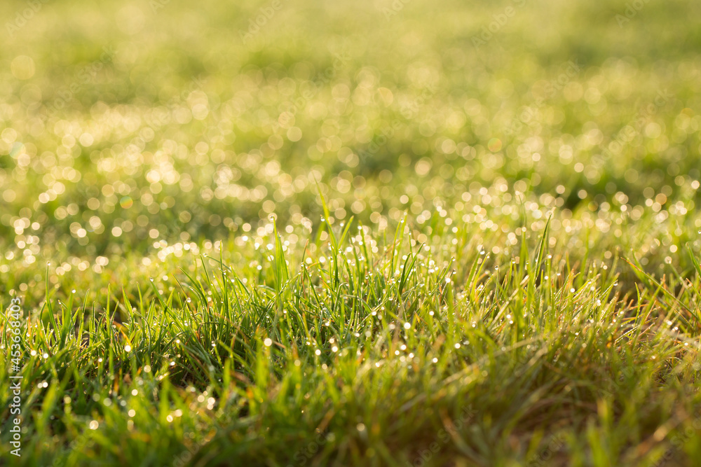 Lush green grass in the morning sunshine.