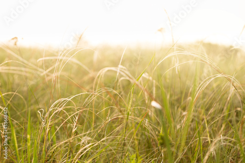 Lush feather grass in the morning sun.