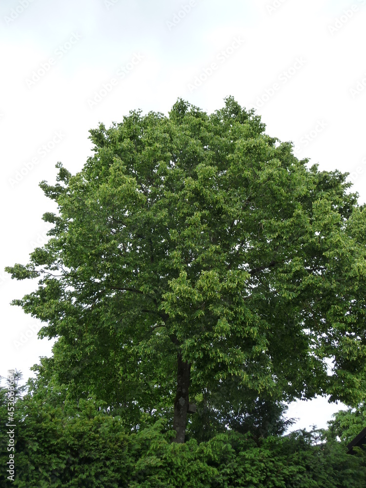 Fototapeta premium NatureBoy. Bäume dieser Welt