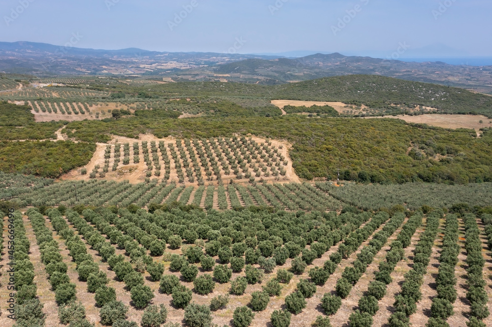 Aerial landscape of olive plantation with straight rows of olive trees