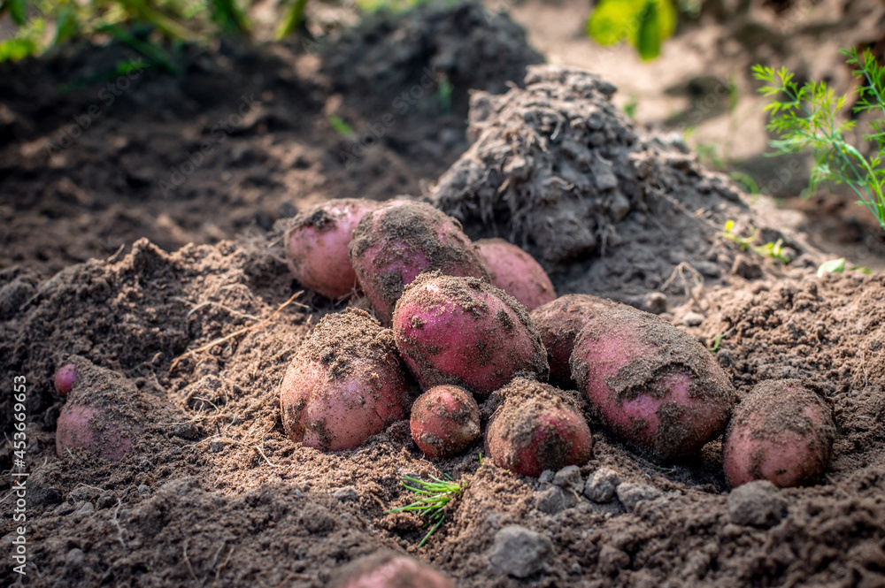 A handful of freshly dug red potatoes are lying on the ground. Harvesting potatoes. Fresh potatoes. Selective focus A handful of freshly dug red potatoes are lying on the ground. Harvesting potatoes. Fresh potatoes. Selective focus