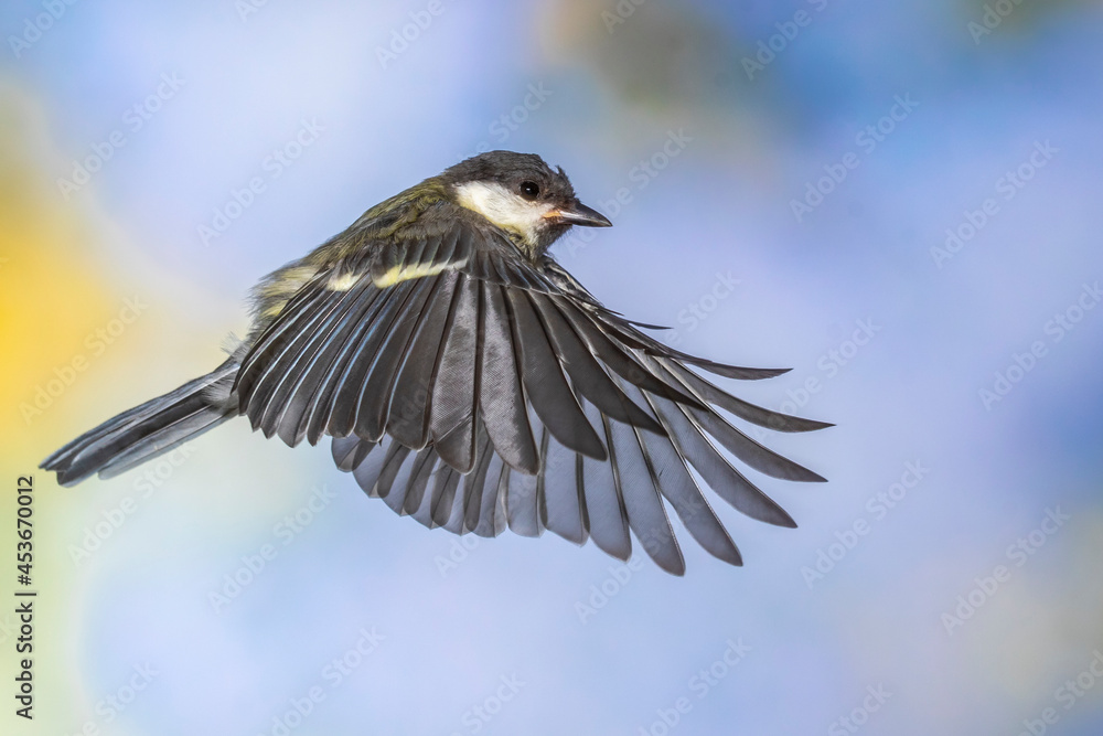 Fototapeta premium Kohlmeise (parus major)