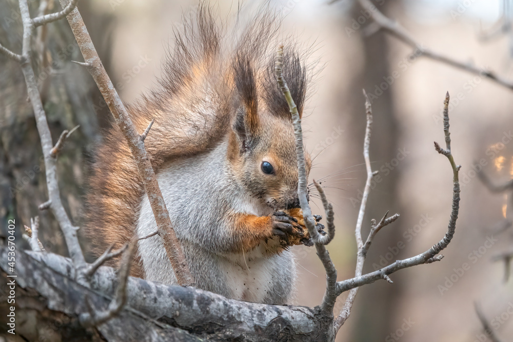 The squirrel sits on a branches in the winter or autumn