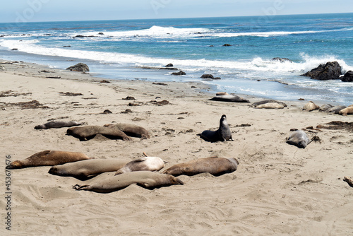 Elephant seal