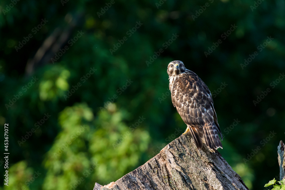 red-shouldered hawk (Buteo lineatus) red-shouldered hawk (Buteo lineatus)