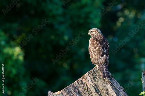 Billede på lærred red-shouldered hawk (Buteo lineatus)