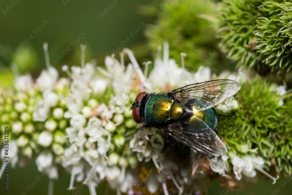 The common green bottle fly (Lucilia sericata) The common green bottle fly (Lucilia sericata)