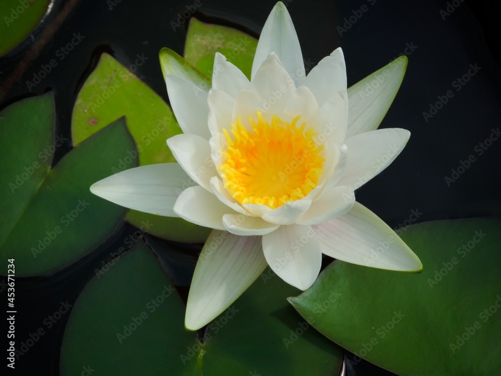 Water Lily