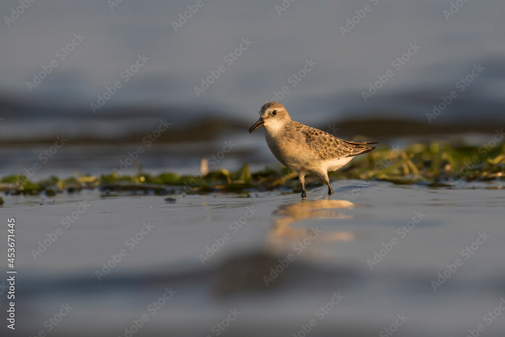 Obraz premium semipalmated sandpiper (Calidris pusilla)