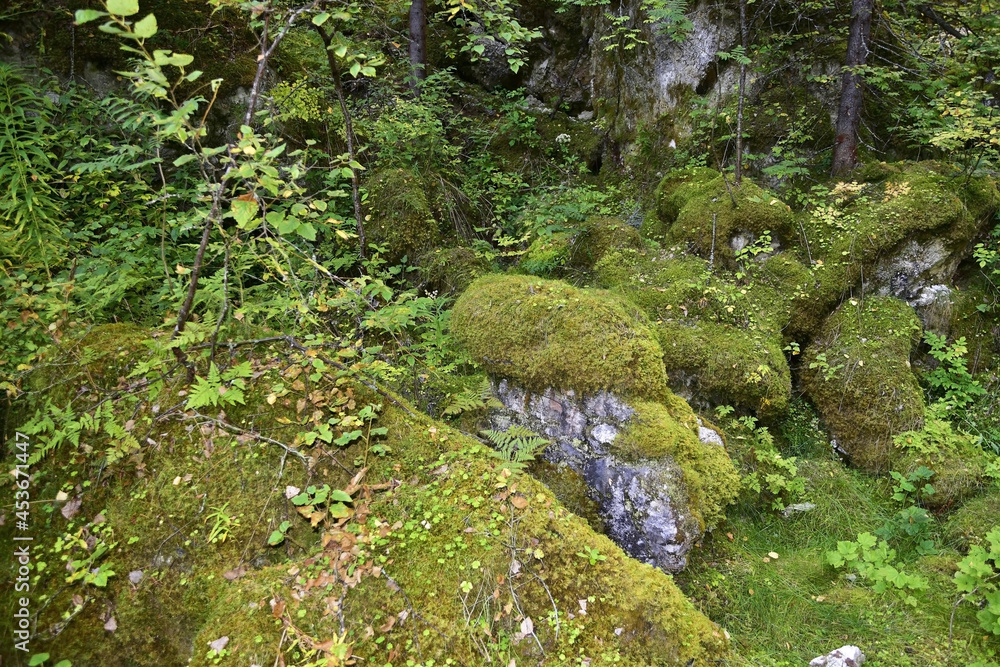Mossy kurumnik at the bottom of the wolf pit karst sinkhole. Mossy kurumnik at the bottom of the wolf pit karst sinkhole.