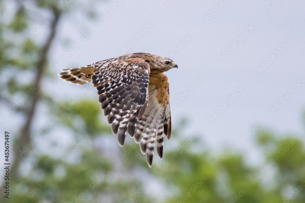 Fototapeta premium red-shouldered hawk (Buteo lineatus)