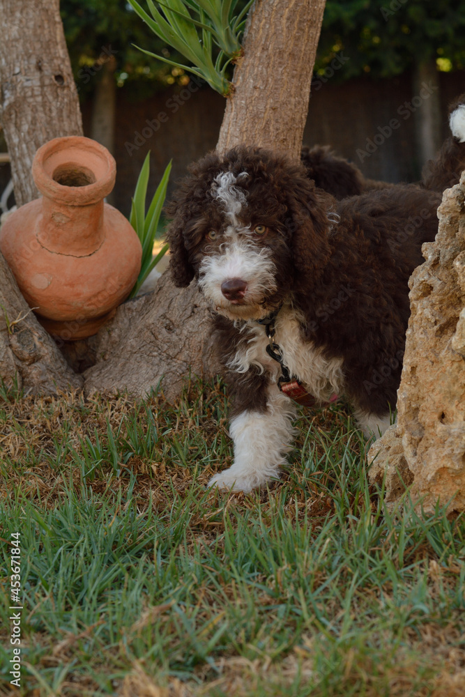 Fototapeta premium Cachorros de perro de agua español