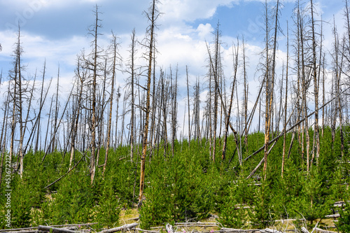 Fotografie Fire Landscape, previously burned forest regrowth, Yellowstone National Park, US