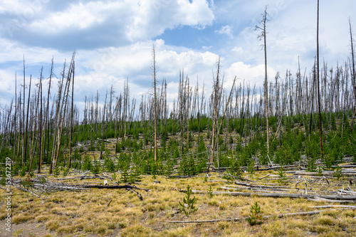 Obraz na plátně Fire Landscape, previously burned forest regrowth, Yellowstone National Park, US